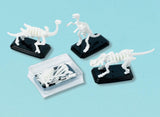 3D Fossil Puzzles 12pk