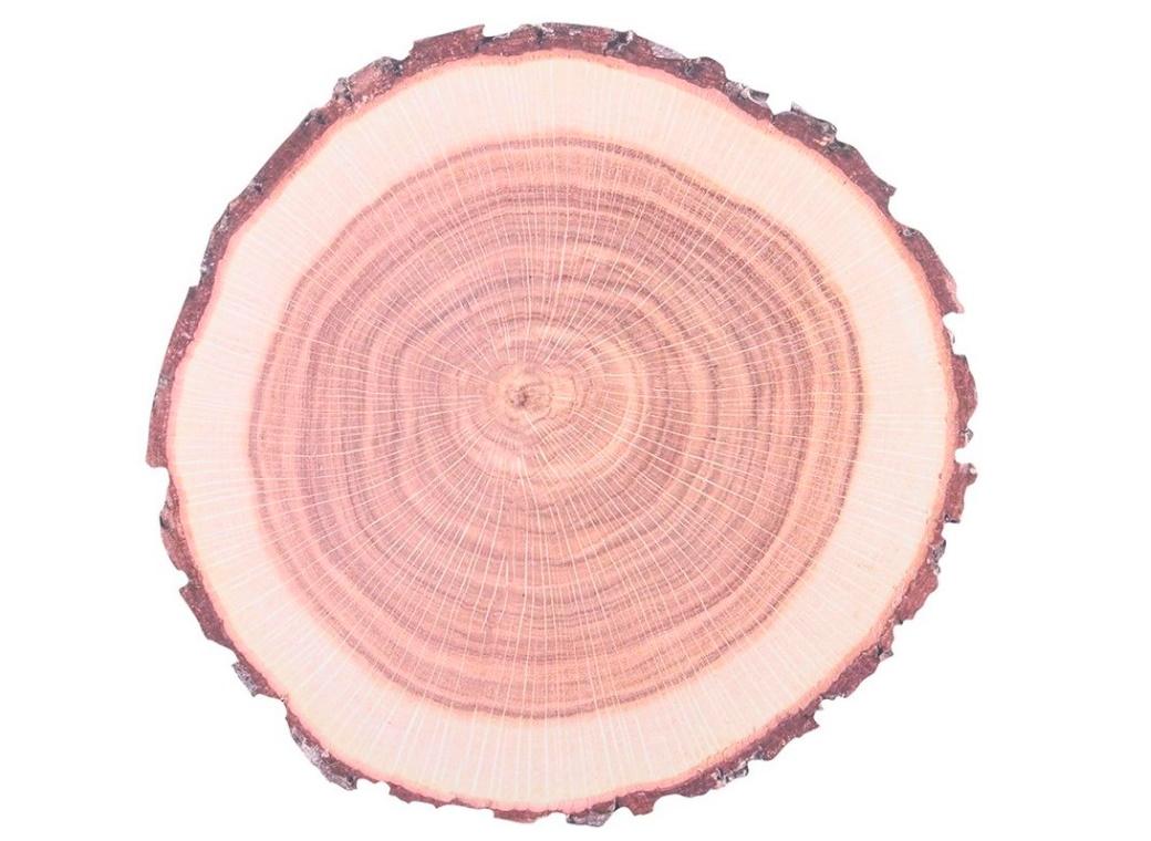 Paper Placemats - Tree Trunk 10pk