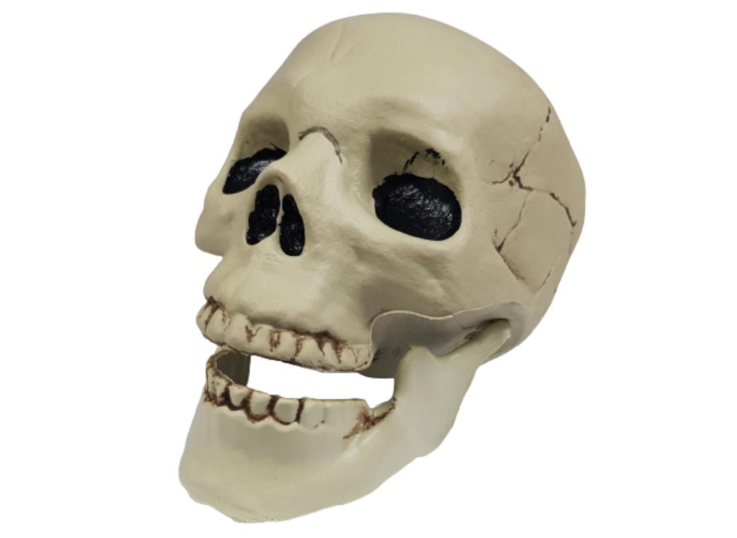 Plastic Skull with Jointed Mouth