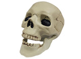 Plastic Skull with Jointed Mouth