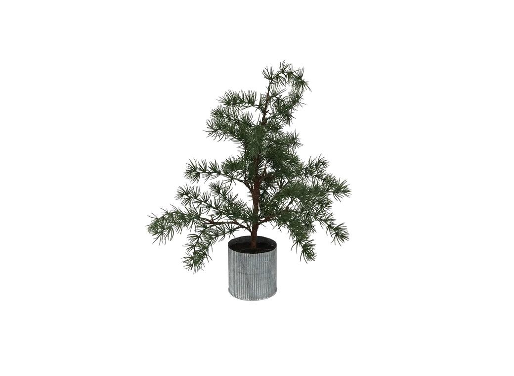 Potted Fraser Fir Tree Extra Small