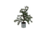 Potted Fraser Fir Tree Extra Small