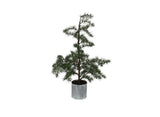 Potted Fraser Fir Tree Small