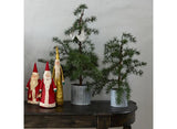 Potted Fraser Fir Tree Small